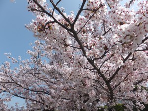 4月花見