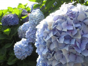 6月紫陽花