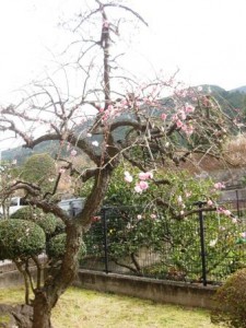 ume (2)