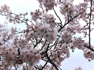 hirose-hanami 4